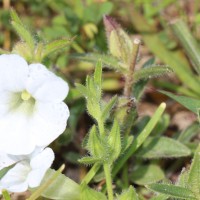 Centranthera indica (L.) Gamble